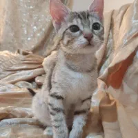واگذاری بچه گربه