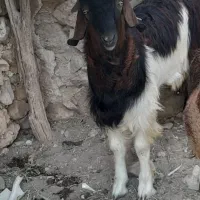 کهرهنربندیچاقکیلوی۳۳۰|حیوانات مزرعه|بوشکان, |دیوار