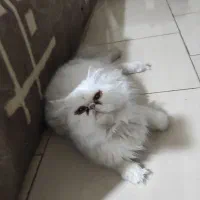 دو عدد گربه پرشین