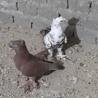 کفتر نقش|پرنده|زارچ, |دیوار