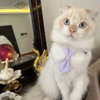 گربه نر میکس اسکاتیش و پرشین