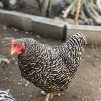 مرغ پلیموت راک