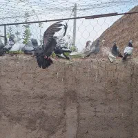 تعدادی جوجه پرشی و سبز