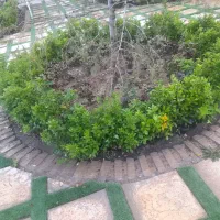 خدمات باغبانی
