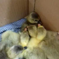 جوجه غاز سالم و سرحال|حیوانات مزرعه|گتاب, |دیوار