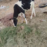 گاو و گوساله
