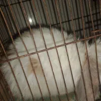 خرگوش|موش و خرگوش|بم, |دیوار