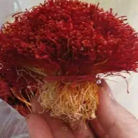 زعفران دخترپیچ گزیک