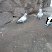 سه تاشامی|پرنده|نیشابور, مازول|دیوار