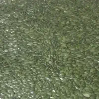 مغز کدو خارجی