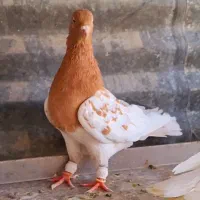۳تا کبوتر کله باهم