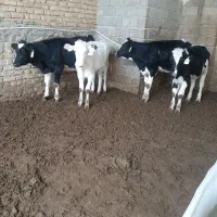 گاو گوساله تلیسه|حیوانات مزرعه|مرودشت, رامجرد یک|دیوار