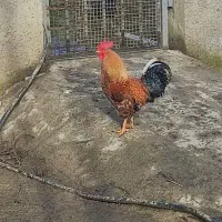 خروس|حیوانات مزرعه|رشت, توشیبا|دیوار