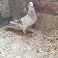 کبوتر شامی آلمانی نر|پرنده|لنجان, |دیوار