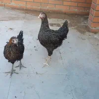 نیمچه مرغ