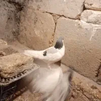 خال سبز|پرنده|چناران, |دیوار