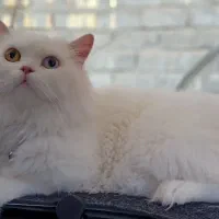 فروش گربه نژاد وان ترکیه