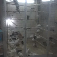 گنجه کبوتر