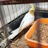 جوجه عروس هلندی