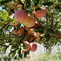 ۱۰۰۰ متر باغ|فروش زمین و ملک کلنگی|همایجان, |دیوار