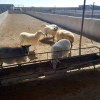 فروش گوسفند و بز