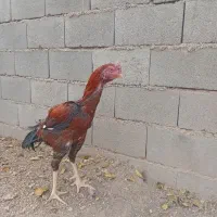 دو تا مرغ و یک خروس لاری