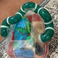همسترسوری|موش و خرگوش|میناب, |دیوار