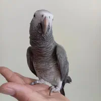 کاسکو دم شکلاتی رام و سخنگو