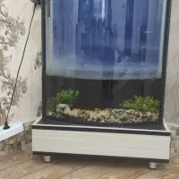 اکواریوم با وسیلهاش|ماهی|بروجرد, |دیوار