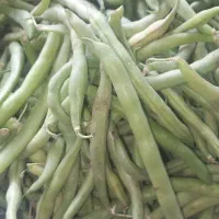 لوبیاسبز(تازه)