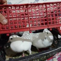 کبوتر تهرانی|پرنده|زاهدان, |دیوار