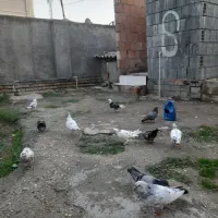 کفتر های آس|پرنده|بندر ترکمن, |دیوار