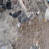 خروس و بوقلمو|حیوانات مزرعه|دزفول, |دیوار