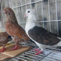 کبوتر کله ای|پرنده|بندر گناوه, |دیوار