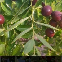 عناب تازه