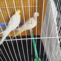 عروس هلندی|پرنده|مشهد, شهید احمدی روشن|دیوار