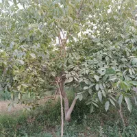 باغ گردو ومیوه مخلوط سندار|فروش زمین و ملک کلنگی|شاهین دژ, |دیوار