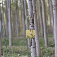 فروش ویـژه صنوبر