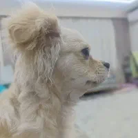 واگذاری سگ کوچولوی نژاد مولتیپو