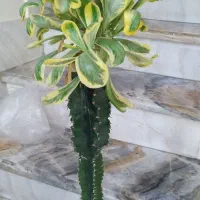 کاکتوس دفرمه آسترو