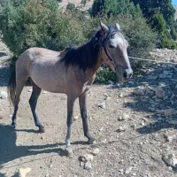 کره اسب مادیان|اسب و تجهیزات اسبسواری|مهدی شهر, |دیوار