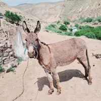 خر نر اخته