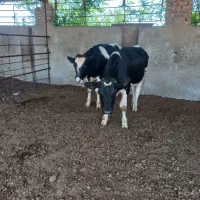 گوساله نر هلشتاین صنعتی