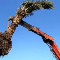 فروش انواع نخل تنه دار|خدمات باغبانی و درختکاری|تهران, شهرک پاسداران|دیوار