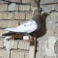 کفتر|پرنده|شیراز, ریاستی|دیوار