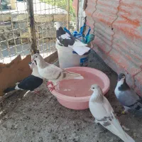 کبوتر|پرنده|مشهد, چهاربرج|دیوار