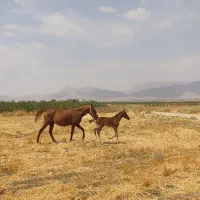 اسب فروشی|اسب و تجهیزات اسب‌سواری|شیراز, کوی زهرا|دیوار