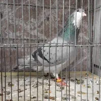 سهره دو رگه ۲ ساله کتون خور و خرقه۰۰۰|پرنده|اصفهان, شاهد|دیوار