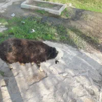 بره ماده کاملن سالم ابستن