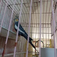 مرغ عروس نر آماده